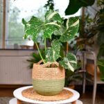Monstera Thai Constellation – 45–55 cm, Topf Ø 12 cm
