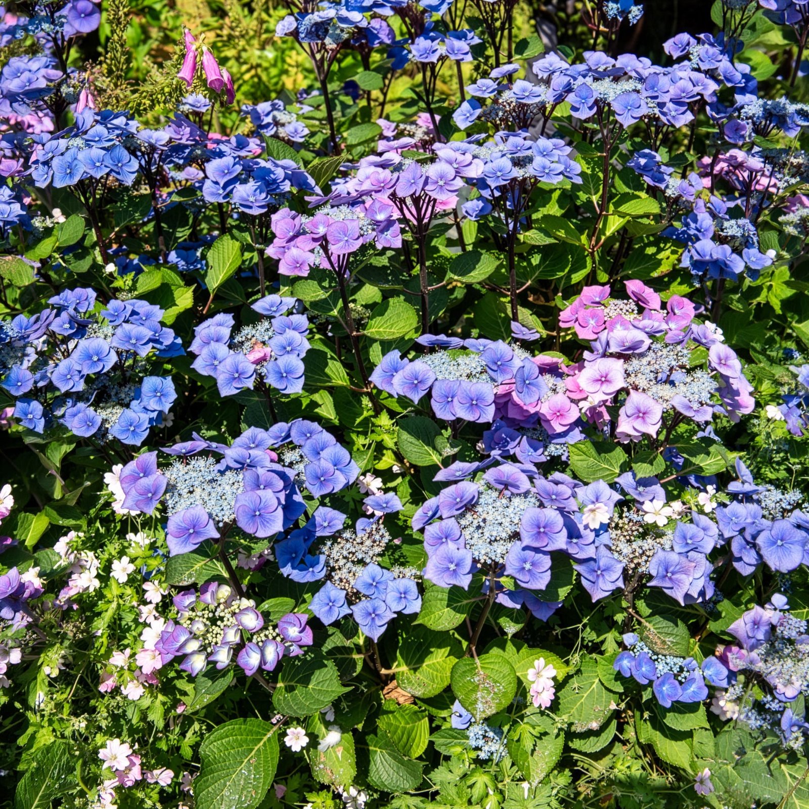 HOR_113831_1_1785489326516.jpg Hortensie Zorro Blue – 4,5-Liter-Topf – Bild 1