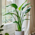 Strelitzia nicolai – 75–100 cm, Topf Ø 19 cm